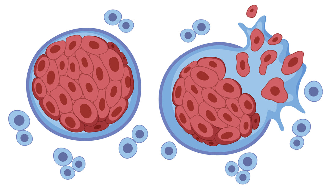 The Concept of Autophagy in Intermittent Fasting